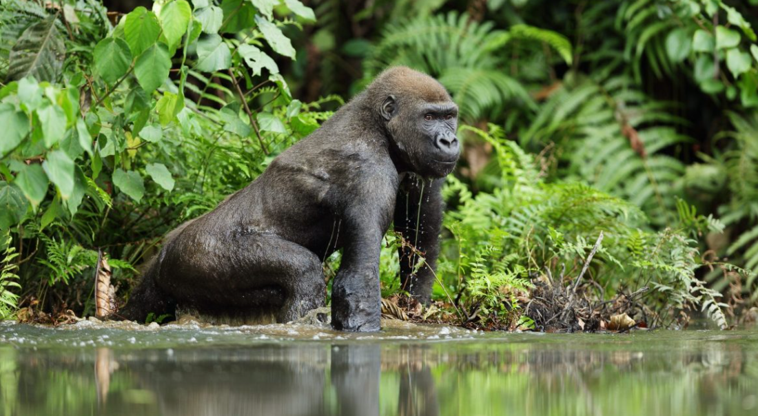Gorilla Tracking (Moukalaba-Doudou NP), South Gabon, Gabon